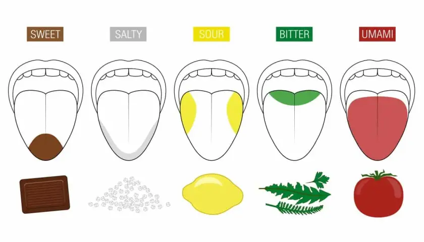 Ilustracja pokazuje, jak różne obszary języka odbierają smaki: słodki (czekolada), słony (sól), kwaśny (cytryna), gorzki (zioła) i umami (pomidor). Nasze kubki smakowe to fascynujący zmysł.