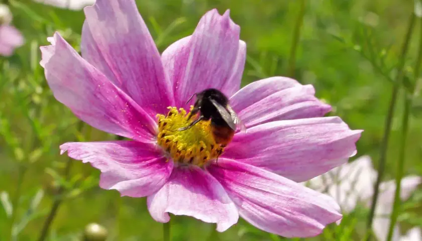 Eine Hummel sammelt Nektar auf einer zarten rosa Sommerblume. Diese sommerblumen bilder mit namen zeigen die Schönheit der Natur.