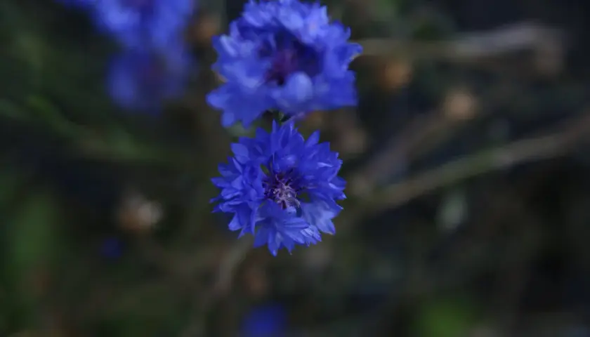 Två blå blommor i fokus, med en mjukt suddig bakgrund. En blå blomma i förgrunden, med fler i bakgrunden.