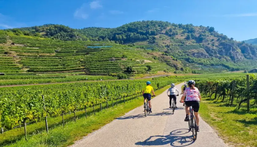 Cyclists enjoy a sunny day on the Danube cycle path, surrounded by lush vineyards and rolling hills.
