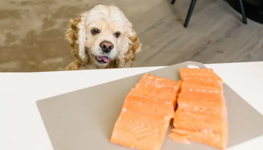 Cocker spaniel z językiem na wierzchu patrzy na dwa kawałki łososia na desce. Czy pies może łososia?