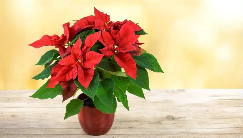 Un magnifique poinsettia rouge et vert dans un pot sur une table en bois. Idéal pour des conseils sur le poinsettia entretien.