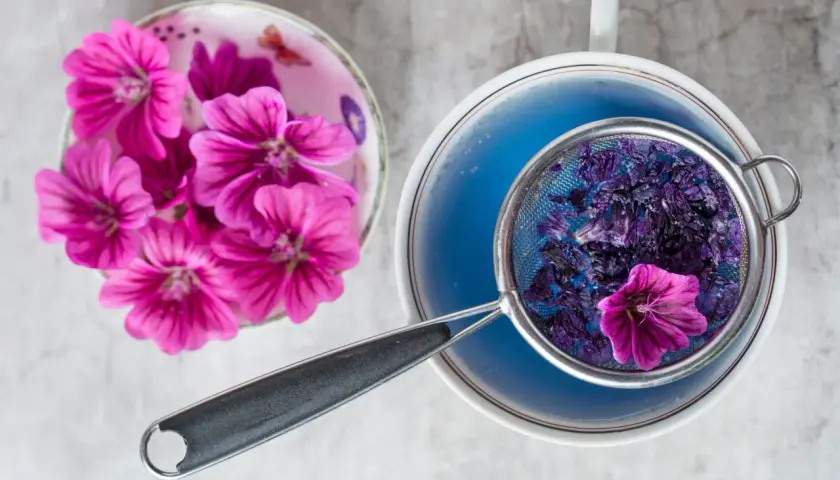 Frische und getrocknete Malvenblüten für die Malventee Zubereitung. Ein Sieb mit Blüten im blauen Tee.