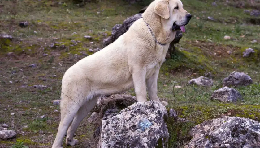 Un imponente perro mastín de pelaje claro, con collar metálico, descansa sobre rocas en un paisaje natural.
