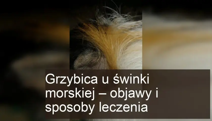Grzybica u świnki morskiej - zdjęcia i porady