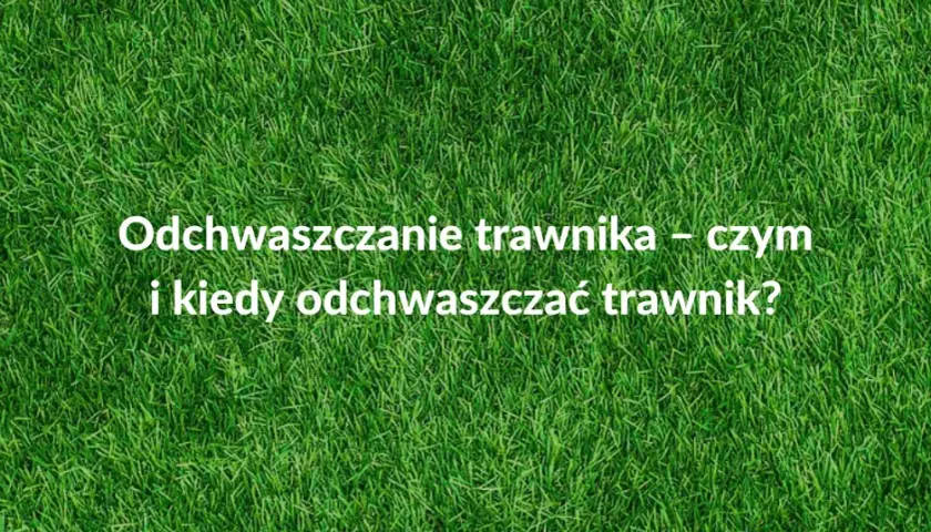 Kiedy opryskiwać chwasty na trawniku, aby uniknąć ich rozwoju?
