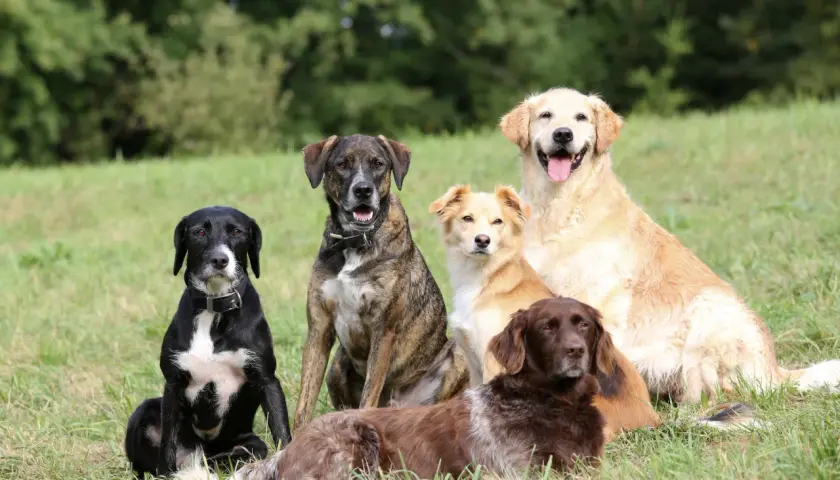 Sechs Hunde verschiedener **Begleithunde Rassen** sitzen im Gras. Ein schwarzer Hund mit weißer Brust, ein gestreifter Hund, ein heller Hund, ein goldener Retriever und ein brauner Hund.