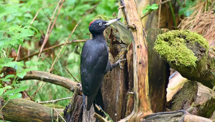 Ein schwarzer Specht mit rotem Scheitel klettert an einem moosbewachsenen Baumstumpf im Wald.