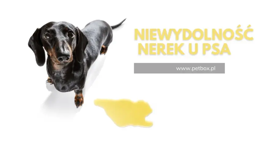 Jamnik z plamką moczu obok. Napis "Niewydolność nerek u psa" sugeruje, że Nefroloxan może pomóc w tej dolegliwości.