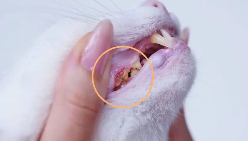 Zahnfleischentzündung bei einer Katze, deutlich sichtbar im gelben Kreis. Die Zähne sind stark verfärbt und entzündet.