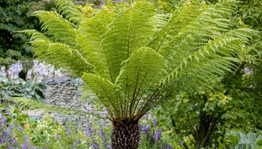 Un majestueux fougère arborescente Dicksonia antarctica, avec ses frondes vertes luxuriantes, se dresse dans un jardin fleuri.