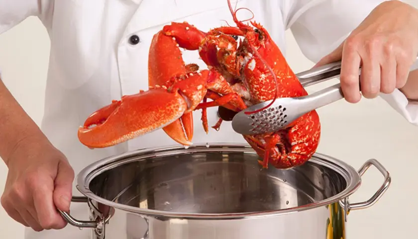 Manos de chef sostienen un bogavante cocido con pinzas sobre una olla de acero inoxidable.