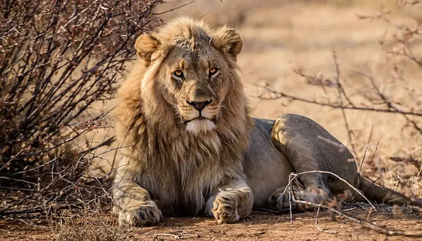 Un majestuoso león descansa entre arbustos secos, con su melena dorada y mirada penetrante. Es como soñar con animales salvajes en su hábitat natural.