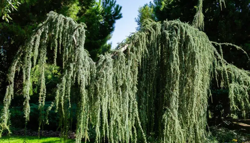 Un majestueux cèdre pleureur, ses branches tombant comme une cascade verte, crée une ombre douce sur la pelouse.