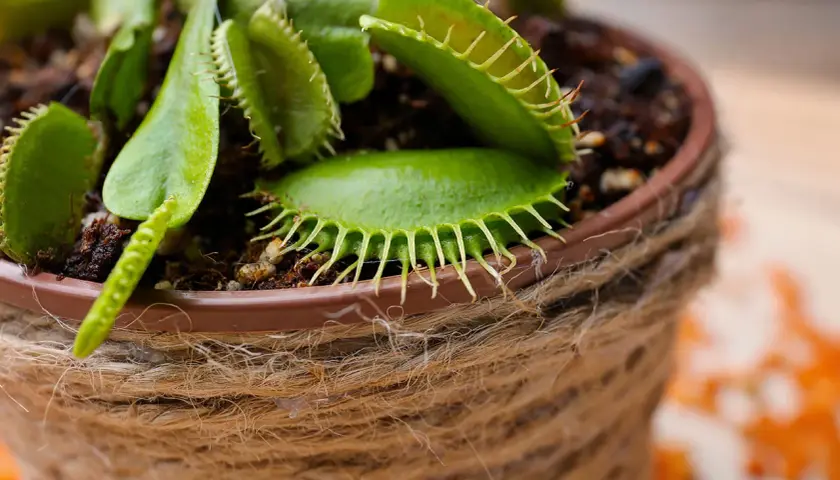 Dionée, une plante mangeuse d'insectes aux pièges ouverts, en pot décoré de cordelette.