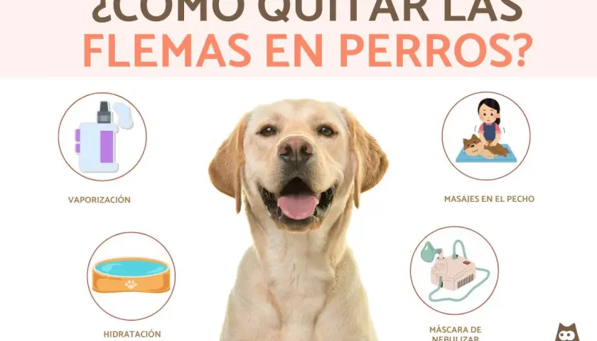 Consejos para aliviar las flemas en perros: vaporización, masajes, hidratación y nebulización. Un labrador sonriente muestra las opciones.