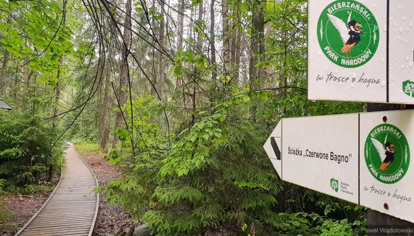Drewniana kładka przez las w Biebrzańskim Parku Narodowym, znak szlaku "Czerwone Bagno".