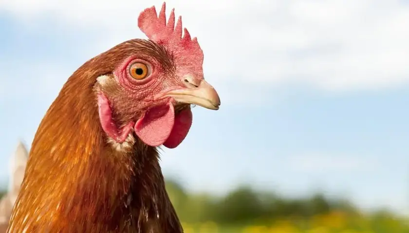 Co oznacza sen o kurach? Odkryj znaczenie i emocje związane z marzeniami