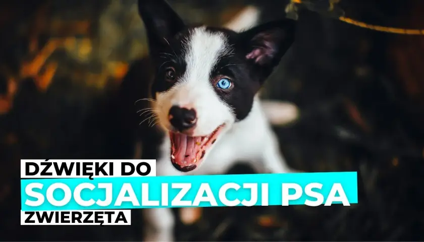 Piszczenie szczeniaka: Rozszyfruj sygnały i skutecznie mu pomóż