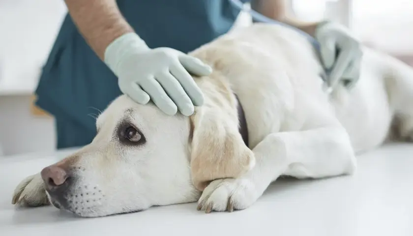 Symptome von Borreliose beim Hund: Warnzeichen, die Sie kennen sollten