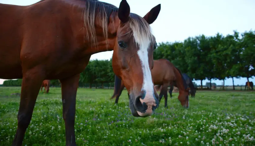 Des chevaux broutent paisiblement dans un champ de trèfle fleuri, sous un ciel clair.