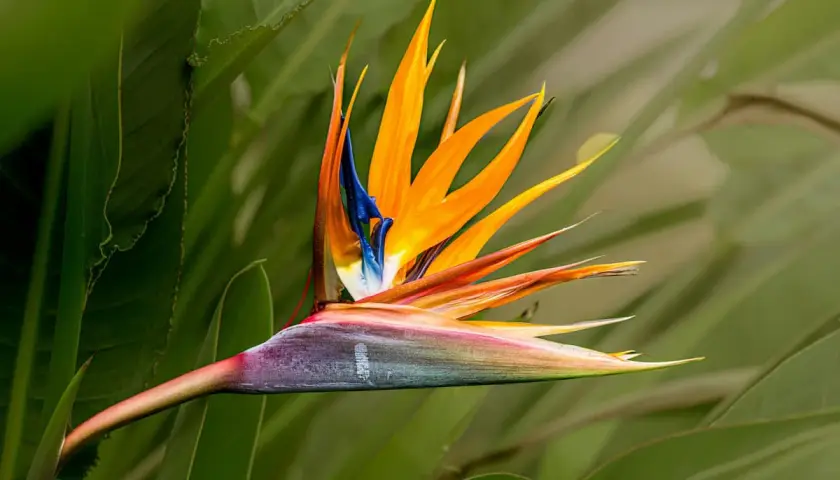 Oiseau du paradis fleur coupée, aux couleurs vives orange, bleue et violette, se détachant sur un fond de feuilles vertes.