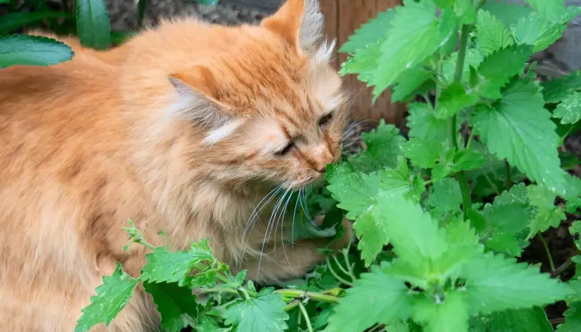 Gato naranja olfateando intensamente la hierba gatera en un jardín.