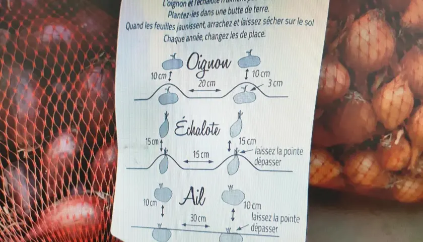 Conseils pour savoir quand récolter les échalotes : arrachez-les quand les feuilles jaunissent et laissez-les sécher au sol.