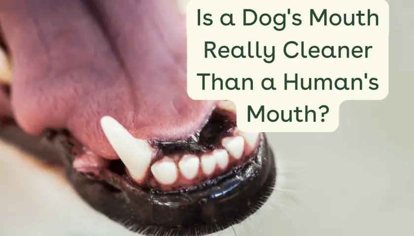 Close-up of a dog's open mouth with sharp teeth and a pink tongue. Text asks: Is a dog's mouth really cleaner than a human's mouth?