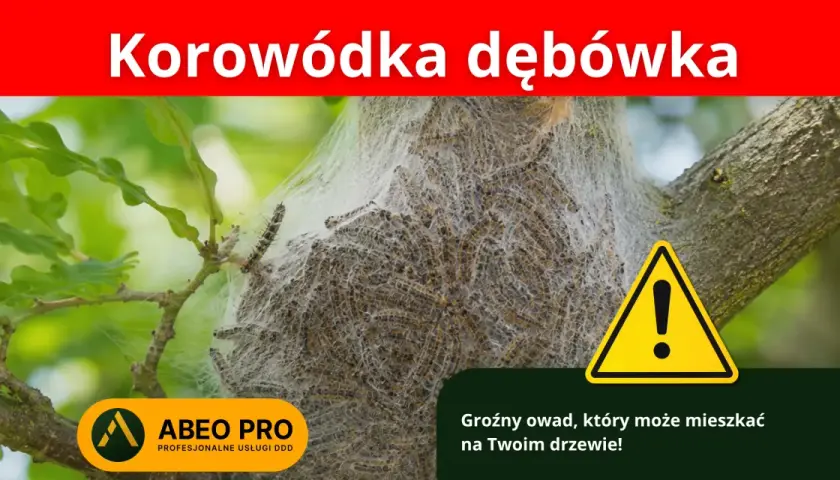 Korowódka dębówka w sieci na drzewie. Objawy inwazji tego groźnego owada mogą być widoczne na Twoim drzewie.