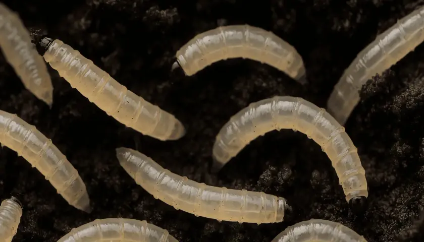 Mehrere durchscheinende Maden mit segmentierten Körpern und dunklen Köpfen bewegen sich in dunkler Blumenerde.
