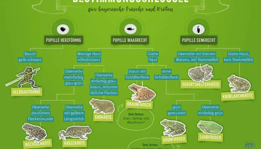 Bestimmungsschlüssel für bayerische Froscharten: Unterscheidung anhand von Pupillenform, Hautbeschaffenheit und Färbung.