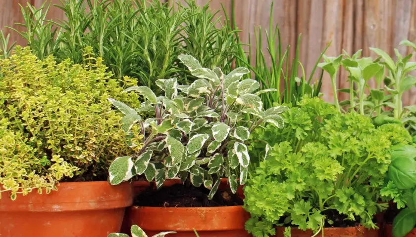 Un rigoglioso giardino aromatico in vasi di terracotta: timo, salvia, rosmarino, prezzemolo e basilico.