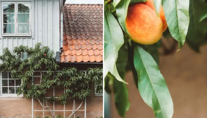 Persikot mognar mot ett gammalt hus, en påminnelse om sommarens värme trots att höstens persika frost kan vara nära.