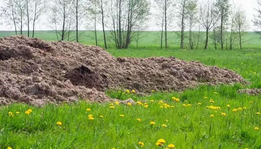 Duża kupa podłoża popieczarkowego na zielonej łące, wśród żółtych mniszków lekarskich. W tle widać rzędy drzew.