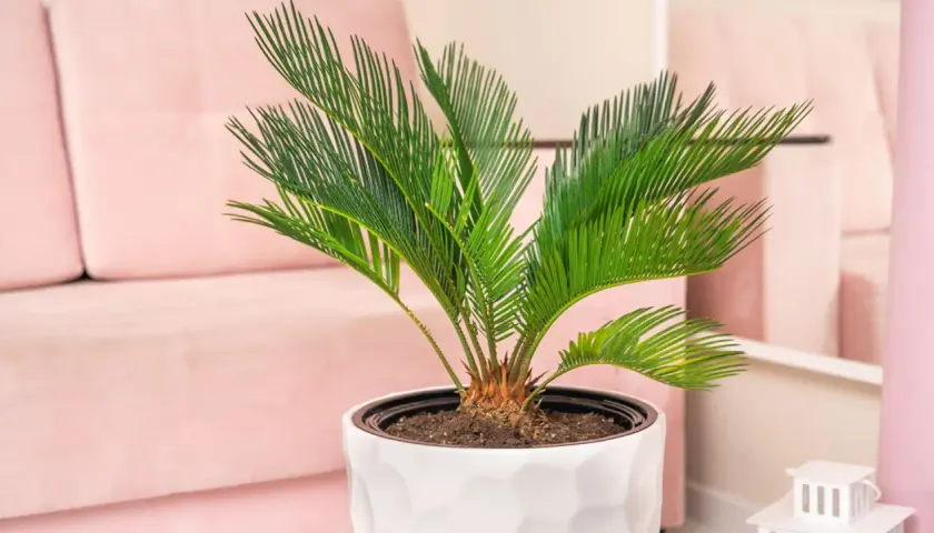 Planta de interior con hojas verdes vibrantes, un ejemplo de tipos de palmeras enanas, sobre un sofá rosa.