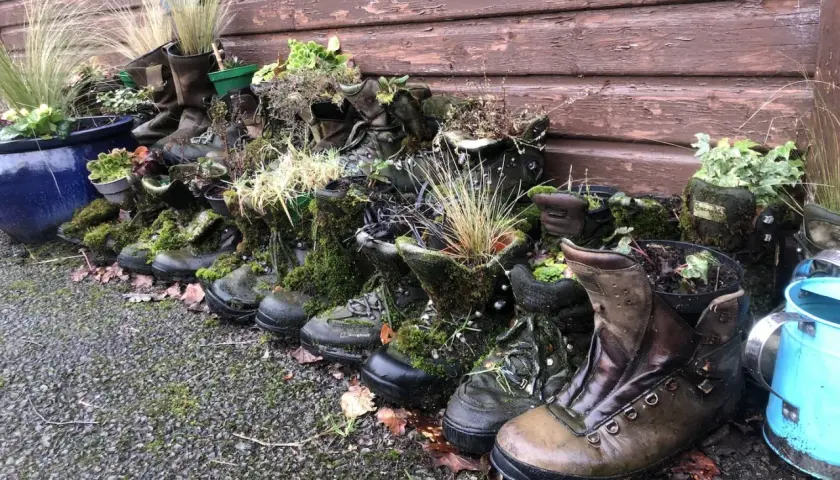 Creative ways to repurpose old hiking boots: they're now planters overflowing with moss and greenery, a charming garden display.
