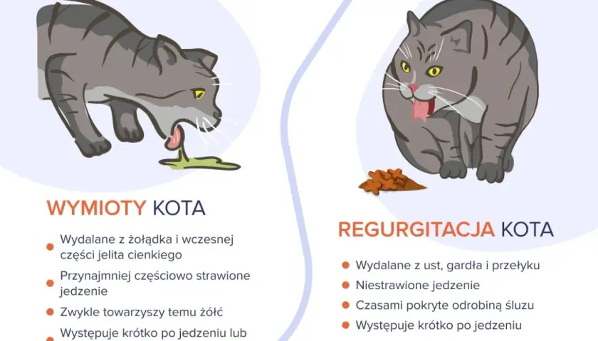 Kot wymiotuje niestrawionym jedzeniem, co widać po zielonej wydzielinie. Obok kotek przełyka pokarm, który nie został strawiony.