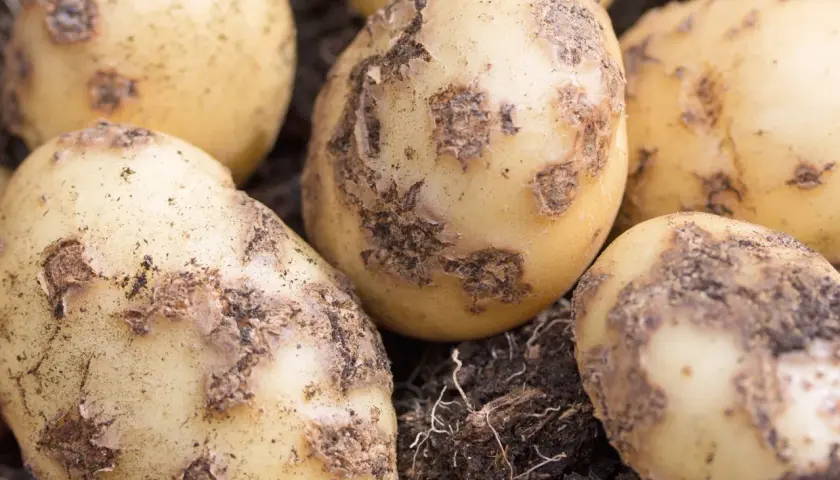 Nahaufnahme von Kartoffeln mit braunen Flecken, die auf Krankheiten hindeuten. Bilder von Kartoffeln mit Flecken und Krankheiten.
