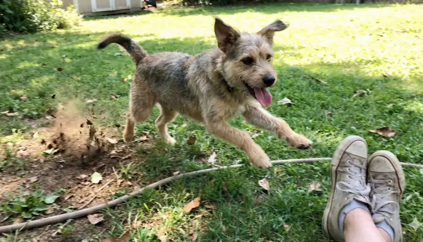 Ein Hund springt über einen Haufen Erde, als ob er gerade etwas frisst.
