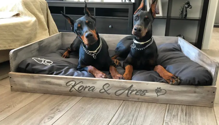 Dos Dóberman descansan en una cama de madera personalizada, "Kora & Ares". Ideal para quienes buscan como hacer una cama para perros de madera.