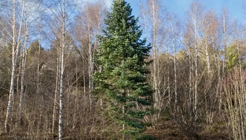 Wśród nagich brzóz dumnie stoi zielona sosna kaukaska, symbol wiecznej zieleni.
