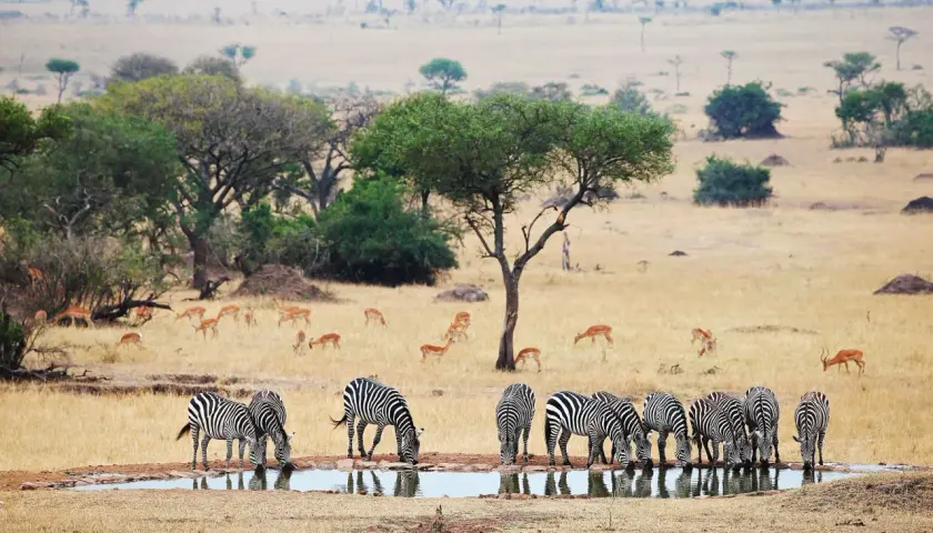 Stado zebr pije wodę na tle sawanny, gdzie pasą się antylopy. Niezapomniane widoki z tanzania wakacje.