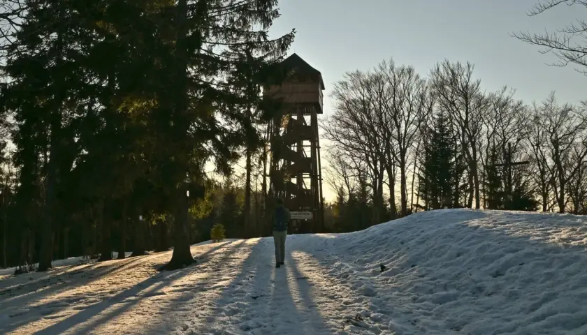 Droga do wieży widokowej w Modyniu, ośnieżona ścieżka prowadzi przez las.