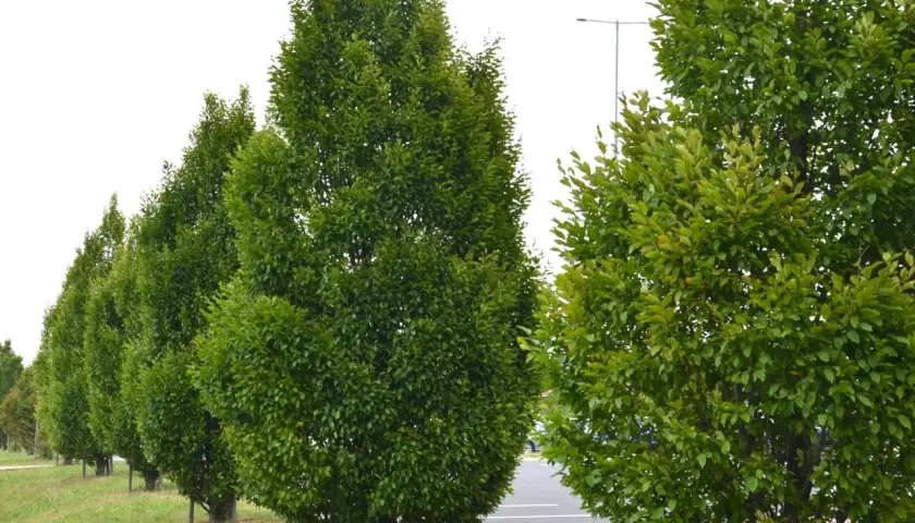 Szereg gęstych, zielonych drzew grabów o stożkowatym pokroju, rosnących wzdłuż parkingu.