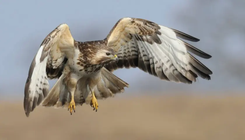 Ein Bussard Habicht breitet seine Flügel aus und fliegt.