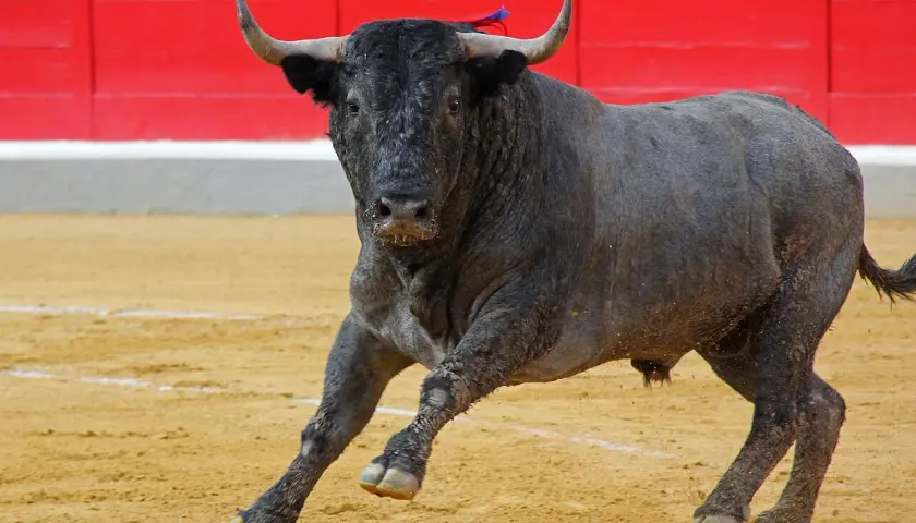 Toro negro con cuernos en una plaza de toros, con arena y barrera roja al fondo.