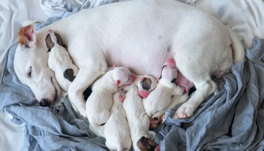 A mother dog sleeps with her litter of six newborn puppies. This image shows how many puppies can a dog have, a beautiful sight of new life.