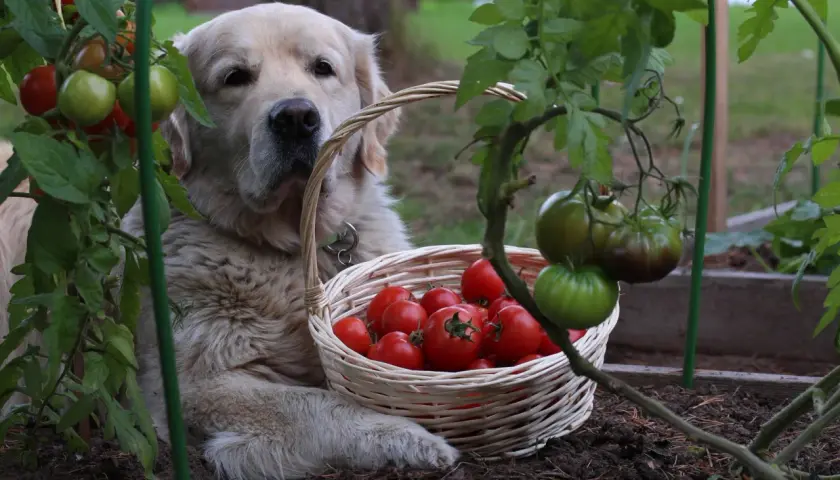 Złoty retriever pilnuje koszyka z pomidorami. Czy pies może jeść pomidory? Ten słodziak wygląda, jakby sam chciał się przekonać.