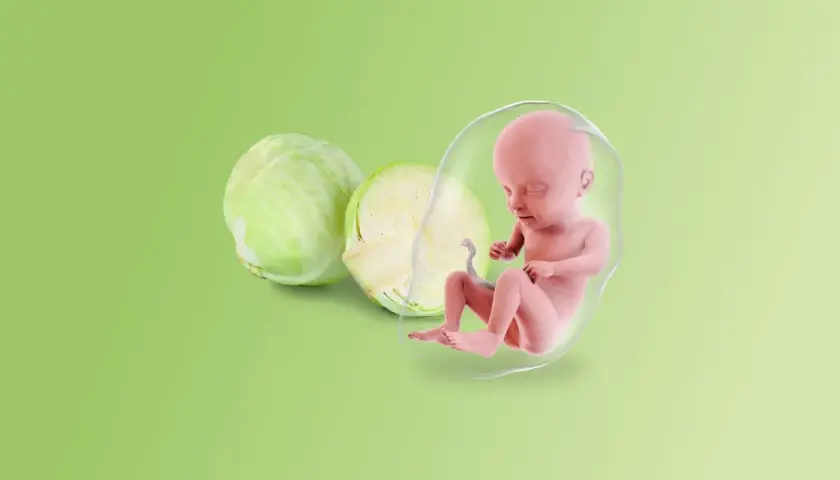 Feto in posizione fetale a 27 settimane, accanto a un cavolo.